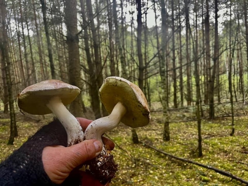 Zbigniew Oziębło z Buska-Zdroju pochwalił się ładnymi...