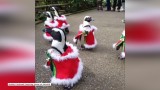 Pingwiny w roli Świętych Mikołajów. To wideo jest hitem w sieci