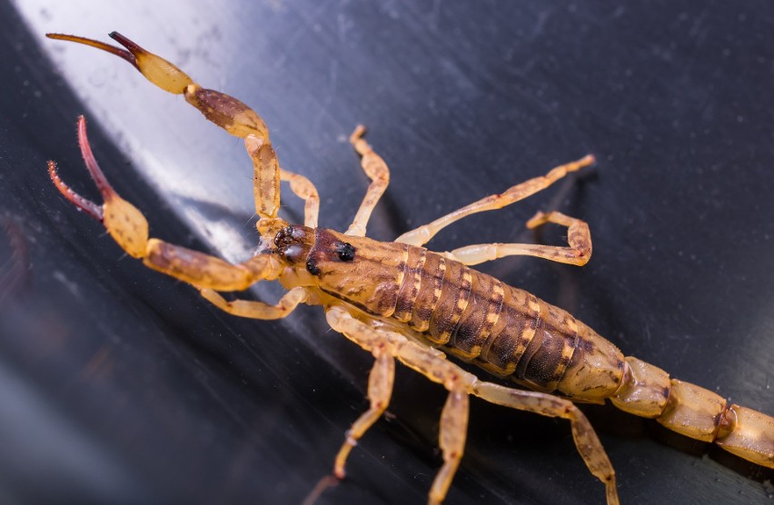 Skorpiony to dość egzotyczne pupile, ale i one mają swoje...