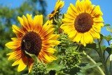Słoneczniki w ogrodzie. Jak uprawiać słonecznik zwyczajny i słoneczniki ozdobne? Atrakcyjne odmiany i wymagania słoneczników
