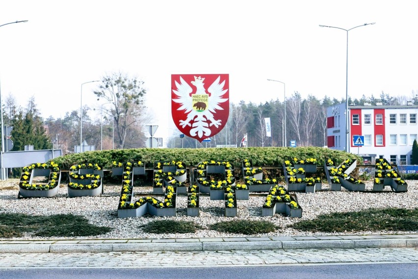 Ostrołęka. Ratusz posadzi 700 bratków. Pierwsze już cieszą oczy, m.in. na rondzie  im. mjr Zygmunta Szendzielarza "Łupaszki"