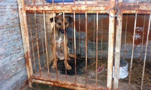 Pies trzymany był w ciasnej klatce, bez ochrony przed deszczem, zimnem. Głodny i spragniony leżał we własnych odchodach, miał liczne odparzenia.