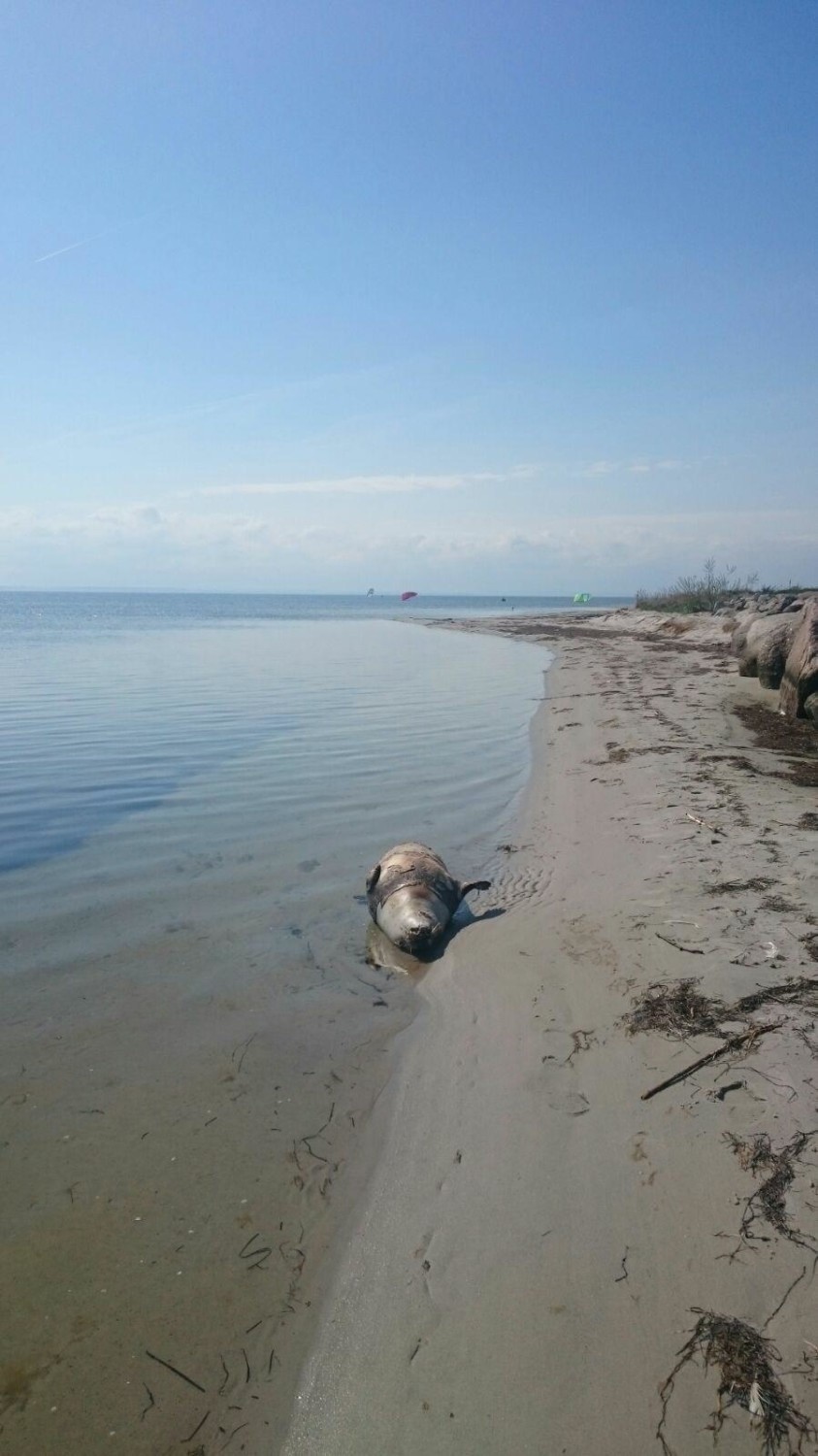 Martwa foka na plaży w Kuźnicy. Zatoka Pucka wyrzuciła na...
