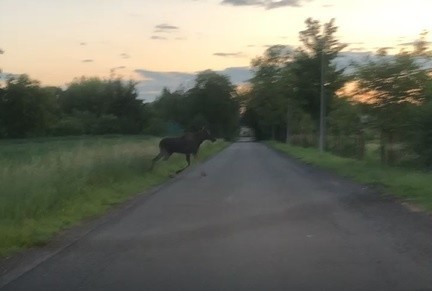 Co się stało z łosiem, który zrobił sobie rajd po Tarnowie?