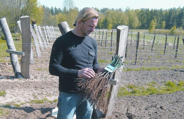 Sadzenie winorośliMarek Bambiak, właściciel winnicy Marcu w Storkowie koło Bogaczowa, kupił krzewy winorośli w wiązkach po 25 sztuk 