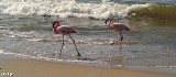 Flamingi na pomorskiej plaży. Co je tu sprowadza?