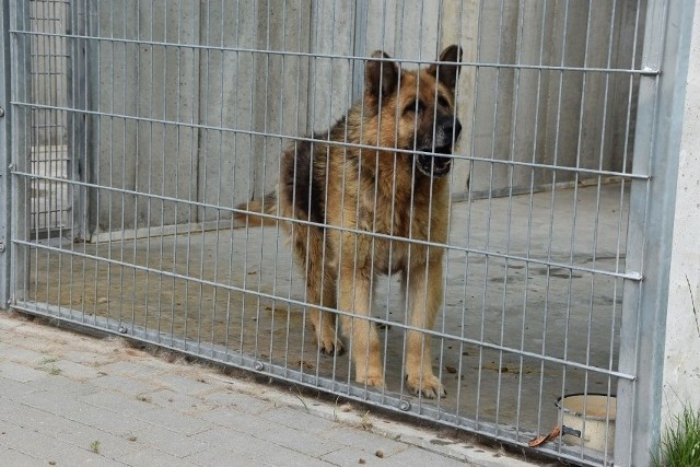 270 psów i 160 kotów z grudziądzkiego schroniska dla zwierząt nie może zostać bez opieki