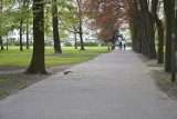 GORZÓW WLKP. Rewitalizacja Parku Kopernika w Gorzowie. Miasto zbuduje nawet domki dla wiewiórek