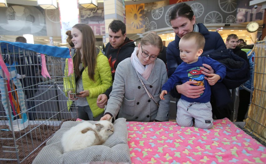 Pokaz Kotów Rasowych odbył się w Silesia City Center w...