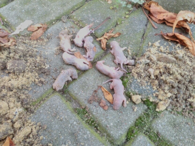 Plaga szczurów na terenie chorzowskiego szpitala