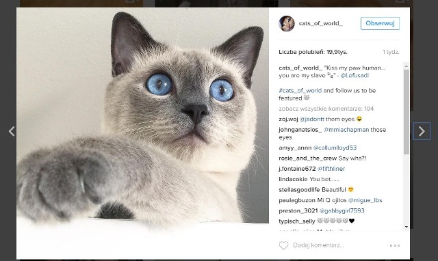 Oderwijmy się na chwilę od poważnych informacji. W ramach rozluźnienia zerknijcie razem z nami, co kryje się pod hasztagiem "catstagram" na Instagramie!Futrzaki mają zaledwie kilka tygodni i zaczynają poznawać swoje otoczenie