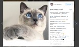 Te koty robią furrorę na Instagramie! [zdjęcia]