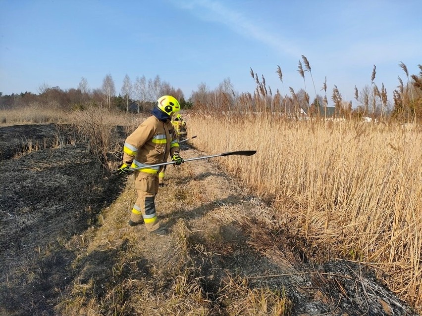 Pożary traw i nieużytków w powiecie szydłowieckim. Strażacy kolejny rok z rzędu mają pełne ręce roboty