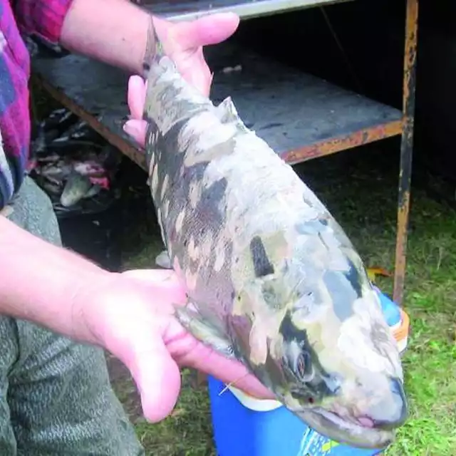 Połowa ryb w Słupi jest chora. Mają białe plamy na skórze.