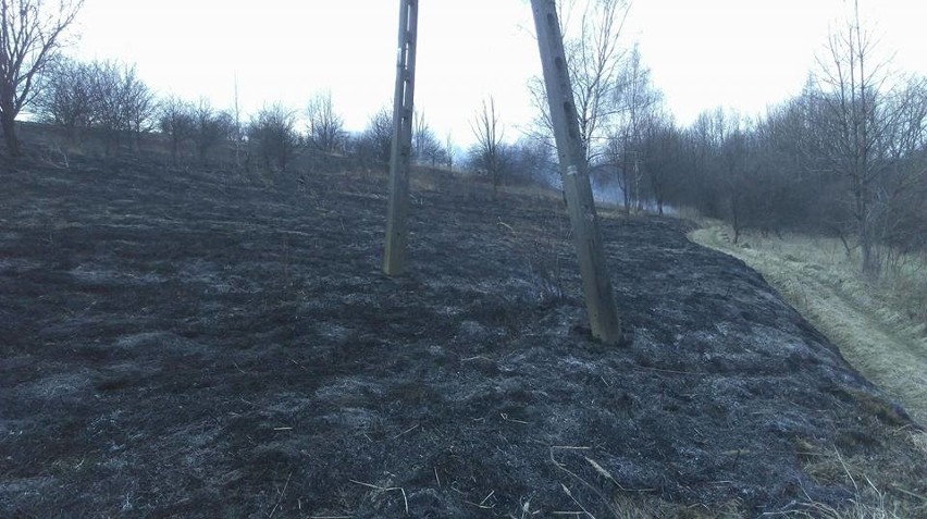 Trawy płoną na potęgę. Strażacy zmagają się z żywiołem i apelują o litość nad zwierzętami żyjącymi na łąkach