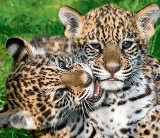 W krakowskim zoo z ukrycia wyszły małe jaguarki