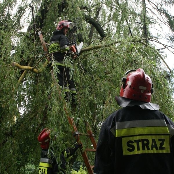 Strażacy obcinali gałęzie powalonego drzewa przy ulicy Wyspiańskiego w tym mieście.