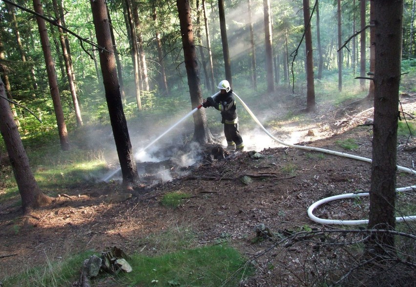 W lasach łatwo dochodzi do pożarów. Czy w regionie grasuje podpalacz?