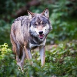 Wilki sieją grozę w  kaszubskich lasach  