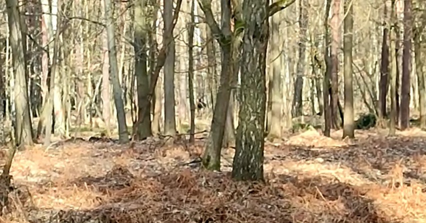 W jednym z Katowickich lasów pojawił się Łoś! Udało się uchwycić go na filmie. Zobacz