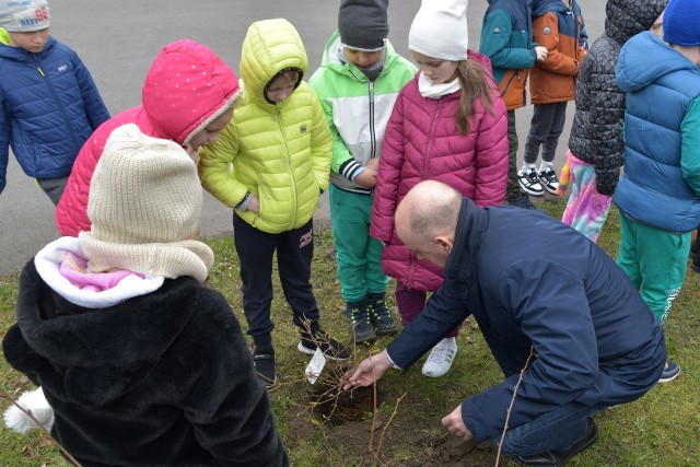 Dzieci posadziły krzewy na terenie własnej placówki edukacyjnej