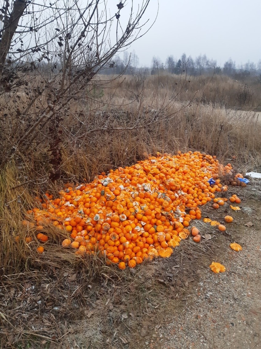 Wyrzucone za Castoramą cytrusy