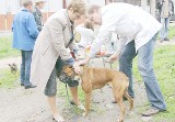 Grudziądz: Trwa akcja wyjazdowych szczepień psów przeciw wściekliźnie