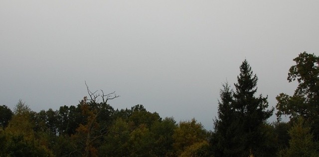 Godzina 8:00. Chmury nad lasem w Krępie Słupsku