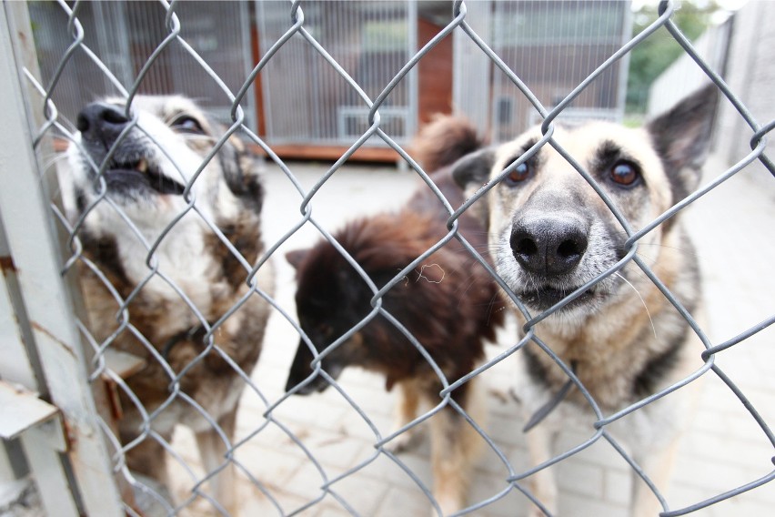 Psy w rzeszowskim schronisku dla zwierząt.