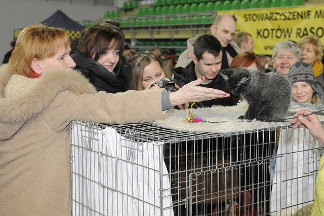 oraz wybór najpiękniejszego kota rasowego