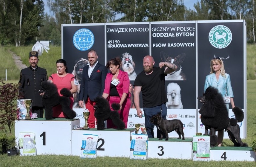 Wystawa psów w Bytomiu: 600 pupili z rodowodem w Szombierkach ZDJĘCIA