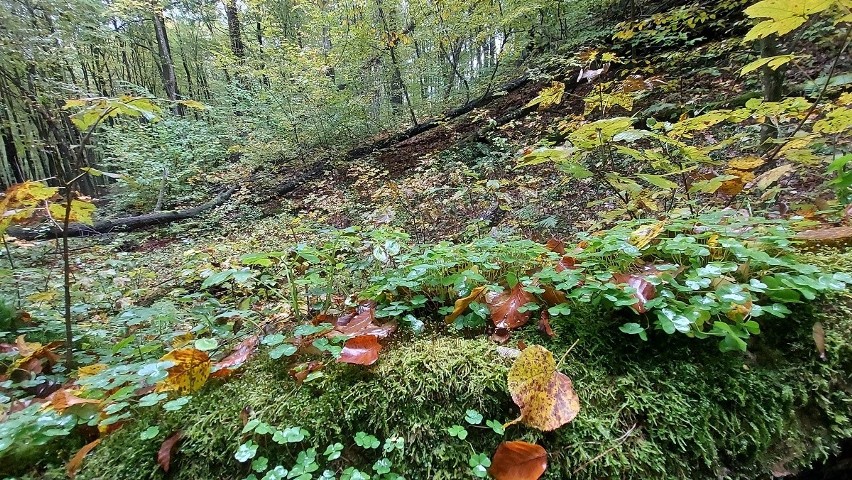 Staszowskie lasy mogą zostać objęte specjalną ochroną. To część projektu - "Świętokrzyski parasol dla Natury"