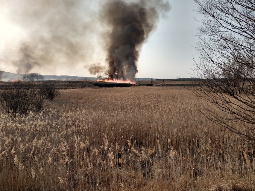 Wielki pożar traw i trzcin w gminie Mirów.