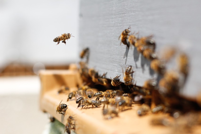Pszczoły przejmują Uniwersytet Przyrodniczy! Przed nami naukowa konferencja pszczelarska