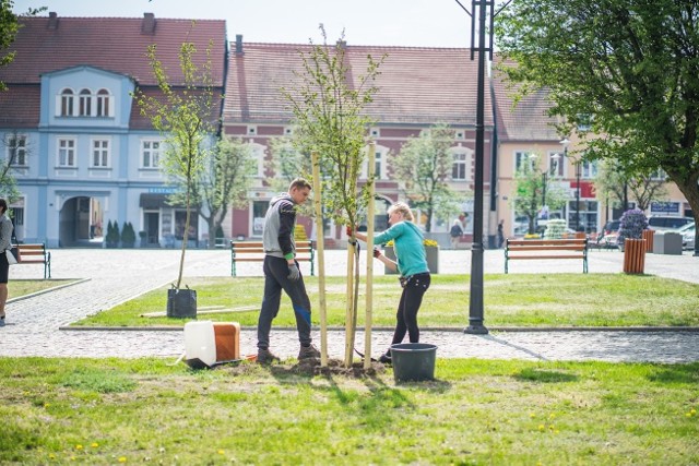 Na zlecenie miasta specjalistyczna firma sadziła drzewka w środę i czwartek (24, 25 kwietnia). W piątek zrobią to dzieci w 14 wsiach gminy Strzelce Krajeńskie