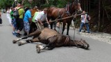 Koń upadł na drodze do Morskiego Oka. Jest w dobrej kondycji, ale ma zwolnienie