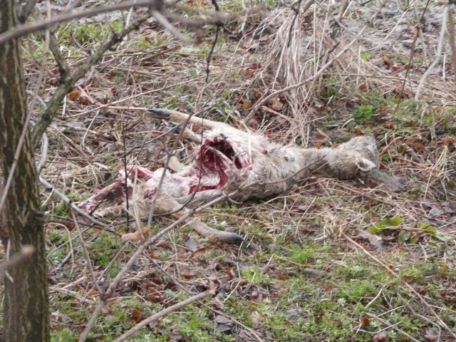 Ślady po drapiezniku w okolicach Glubczyc. Zwierze zagryzlo sarne i zostawilo ślady. Zdjecia Krzysztofa Hajbowicza.