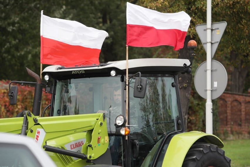 Nowa "piątka dla zwierząt". Puda: zakazy zostają. Ardanowski: samobójstwo polityczne PiS