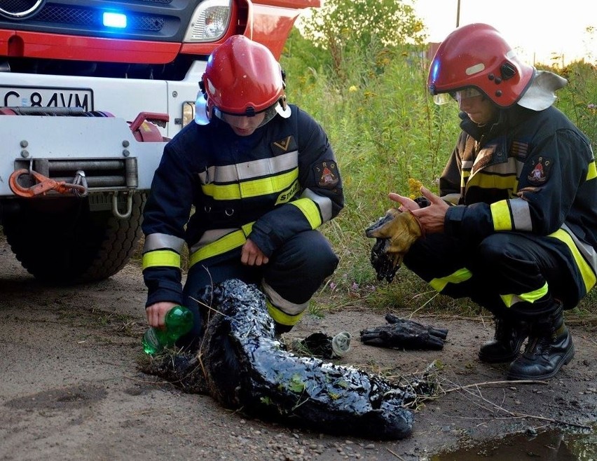 Pies wpadł do zbiornika ze smołą. Strażacy w akcji [zdjęcia]