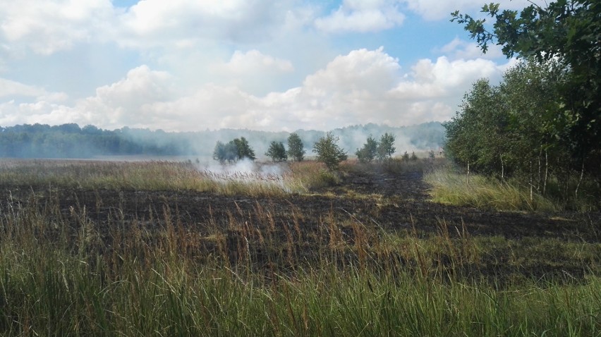 Susza w lasach i duże zagrożenie pożarowe w całym województwie