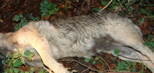 Szary pies został powieszony w zaroślach przy ulicy Wojska Polskiego
