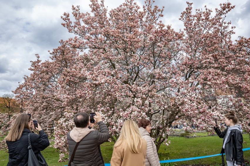 Kraków. Wawelskie magnolie dają sygnał: to już naprawdę wiosna! Wzgórze rozkwita i zaprasza na najpiękniejsze zdjęcia w roku
