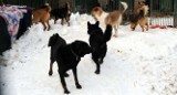 Pomóż zwierzakom przetrwać zimę