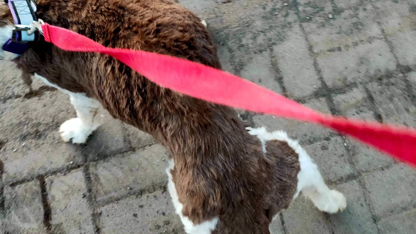 Weterynarz stwierdził, że ma 10 kg niedowagi