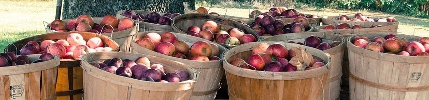 Polskie jabłka w 2016. Rekordowe zbiory, niskie ceny skupu