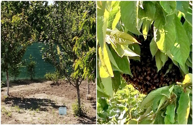 Pszczoły w miejscowości Rurka, koło Chojny.