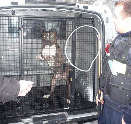 W tym roku funkcjonariusze straży miejskiej złapali już 42 bezpańskie psy.