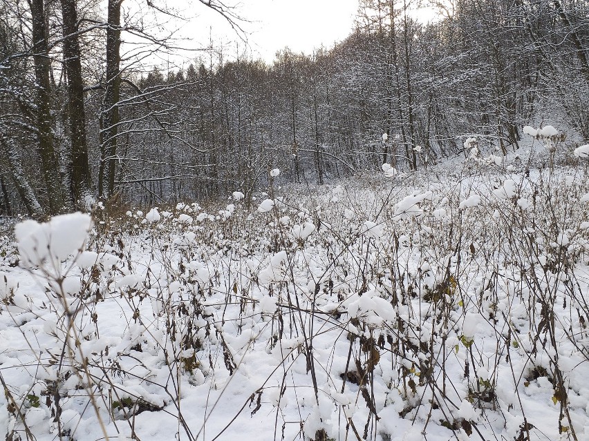 Piękna zima na jurze, dolina Kluczwody w zimowej szacie [GALERIA]