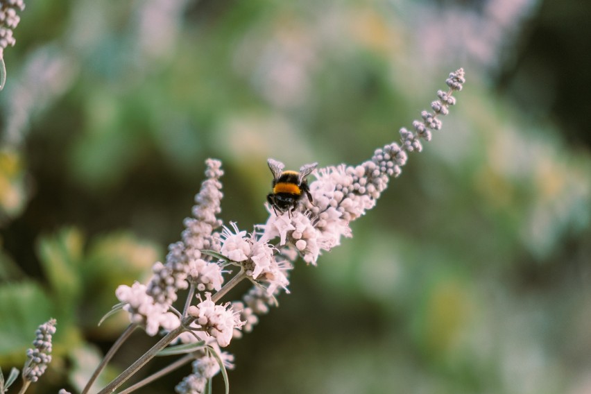 Wrzesień to czas obfitujący w pyłki, które stanowią...