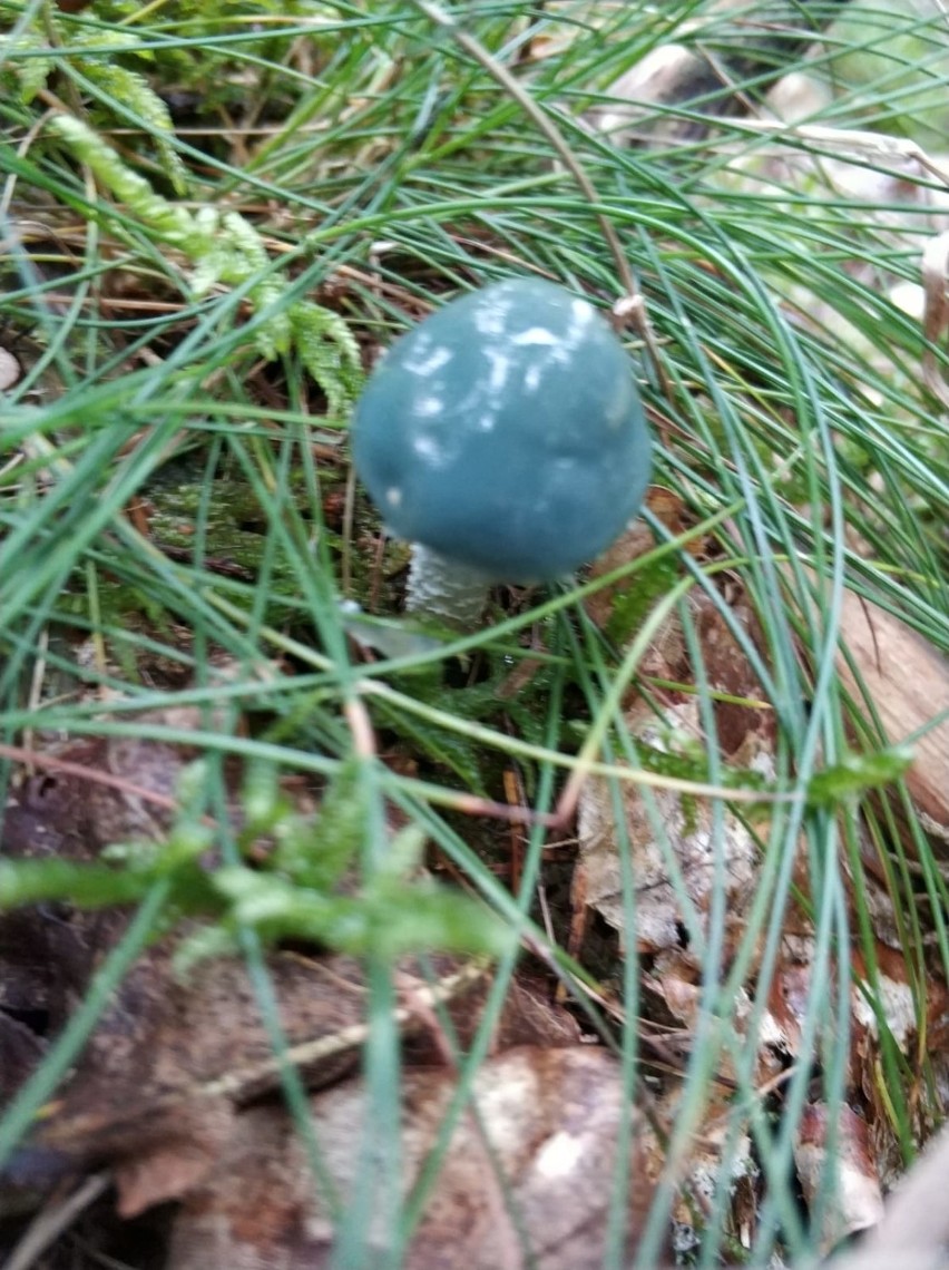 Niebieski grzyb znaleziony w lasach pod Bytowem to...